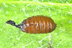 Calycomyza cynoglossi
