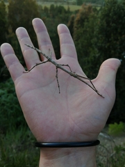 Heteronemia