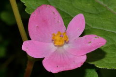 Begonia bulbillifera