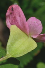 Begonia bulbillifera