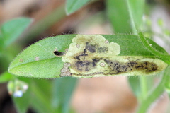 Calycomyza cynoglossi