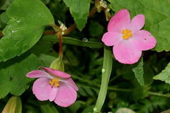 Begonia bulbillifera