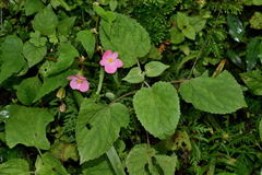 Begonia bulbillifera