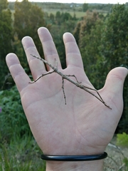 Heteronemia