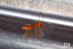 Crematogaster minutissima