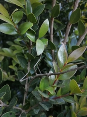 Heteronemia