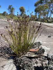 Schoenus ericetorum