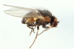 Phytomyza astotinensis