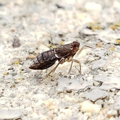 Pissonotus piceus