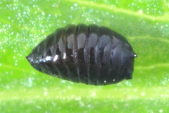 Phytomyza astotinensis