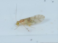 Xanthocaecilius sommermanae