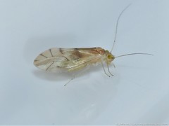 Xanthocaecilius sommermanae