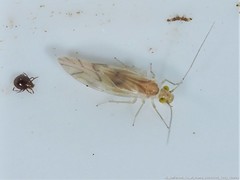 Xanthocaecilius sommermanae