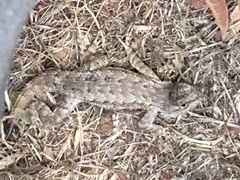 Sceloporus occidentalis