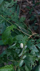 Hilarocassis albida