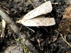 Dichomeris ventrellus