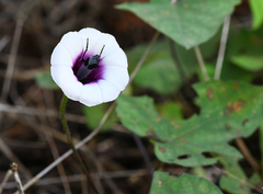 Epicauta funesta