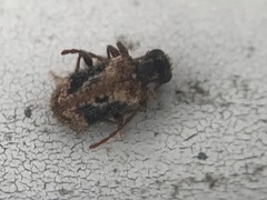 Ptinus texanus