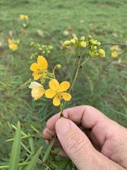 Senna barclayana
