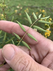 Senna barclayana