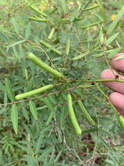 Senna barclayana