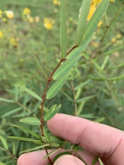 Senna barclayana