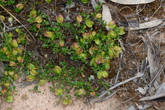 Dodonaea procumbens