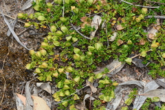 Dodonaea procumbens