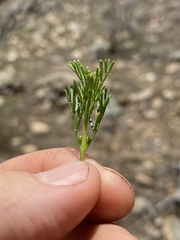 Cyanothamnus occidentalis
