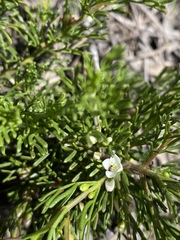 Cyanothamnus occidentalis