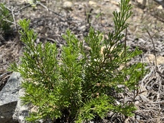 Cyanothamnus occidentalis