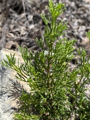 Cyanothamnus occidentalis