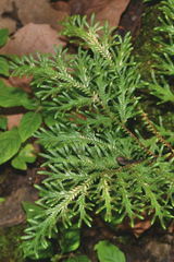 Selaginella stenophylla