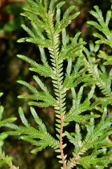 Selaginella stenophylla