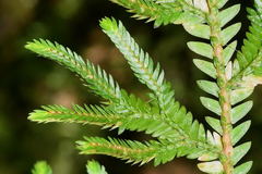 Selaginella stenophylla