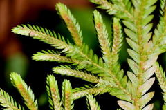 Selaginella stenophylla