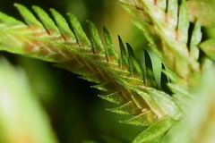 Selaginella stenophylla