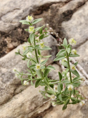 Galium multiflorum