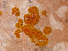 Xanthomendoza trachyphylla