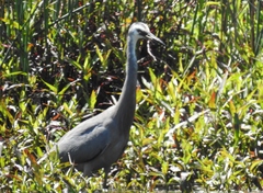 Egretta novaehollandiae