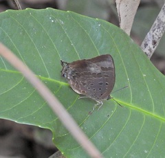 Arhopala madytus