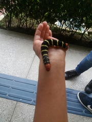Lepidoptera