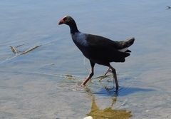 Porphyrio melanotus