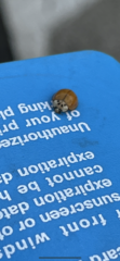 Harmonia axyridis