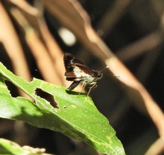Sabera caesina