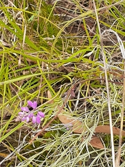 Comesperma polygaloides