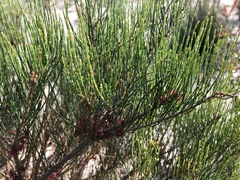 Allocasuarina pusilla