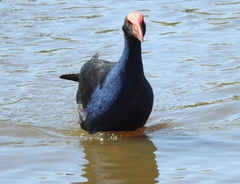 Porphyrio melanotus