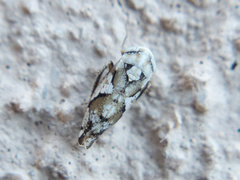 Norvellina mildredae