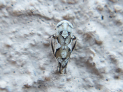 Norvellina mildredae